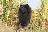 CHOW CHOW 274